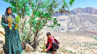 "See how a village family sells a special mountain plant in the city."