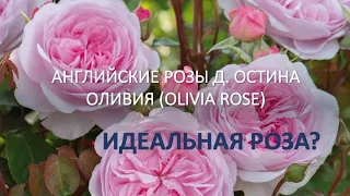 СОРТА РОЗ Д. Остина ОЛИВИЯ (Olivia Rose) Самые прекрасные розы в саду