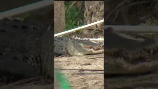 Alligator captured after biting man in Florida