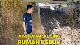 APA KABAR KUCING DI RUMAH KEBUN LAMA GAK KESINI