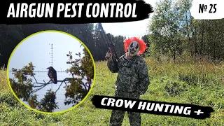 AirGun Pest Control №25.  Crow Hunting 2023. Кроухантинг. Jack Hunter.