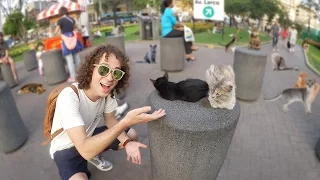 A PARK FULL OF CATS!