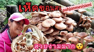 #เก็บเห็ดขอนสน🍄🇫🇮  #สวยเลือกได้ กอเดียวก็เกินพอ!!.👉🍄🍄😱😱