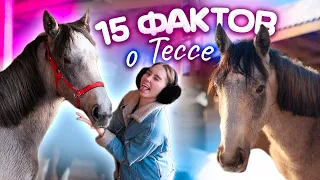 15 ФАКТОВ о Тессе / Факты о лошадях
