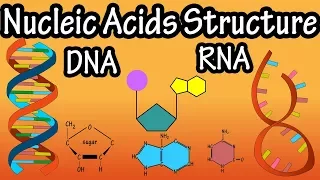 Structure Of Nucleic Acids - Structure Of DNA - Structure Of RNA - DNA Structure And RNA Structure