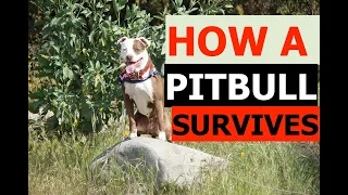 HOW TO SURVIVE IN THE WILD WITH CAPTAIN CHAD OF TEAM FLOPPY EARS LLC DOG TRAINING