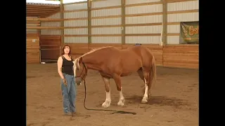 Introducing the Stick & String to Your Horse