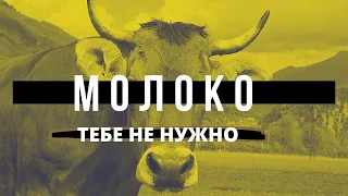 Почему не стоит пить молоко?! Вред молочной продукции на организм