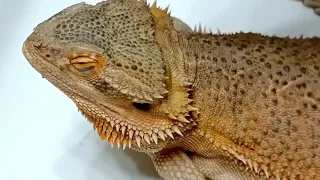 Ear, Nose, Eye Shed Removal from Beautiful Bearded Dragon @ChuckNorrizBeardedDragons #stayrad