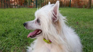 Chinese Crested Powder Puff dog