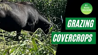 Grazing High tonnage Cover-crops