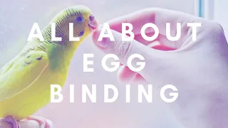 Our Egg Binding Experience | Vet Storytime