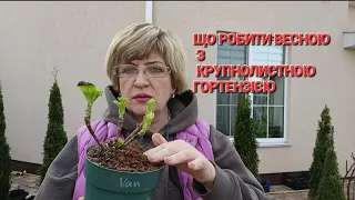 ЯК НЕ ЗАГУБИТИ КРУПНОЛИСТНУ ГОРТЕНЗІЮ-ВЕСНОЮ! ЩО РОБИТИ?