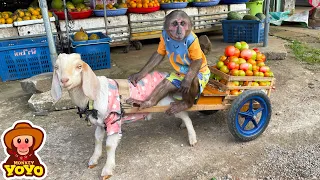 YoYo JR takes goats to harvest vegetables sell and help people around | Full version