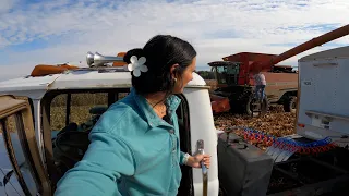 First Day of Corn Harvest!