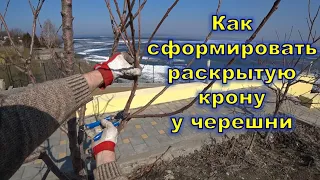 Как сформировать раскрытую крону у черешни