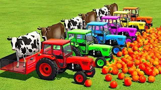 TRANSPORT COWS & ORANGES WITH DEUTZ FAHR TRACTORS & MAN TRUCKS - Farming Simulator 22