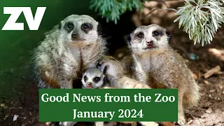 Good News from the Zoo - January 2024