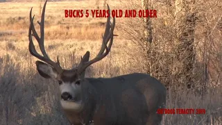 Big Mule Deer Bucks 2019 Scoring & Ageing Passing On Bucks