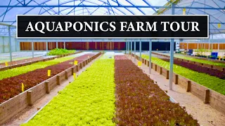 Sustainable Harvesters Commercial Aquaponics Farm Tour