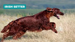 Top 10 Facts About Irish Setters: The Good, The Bad, and The Red