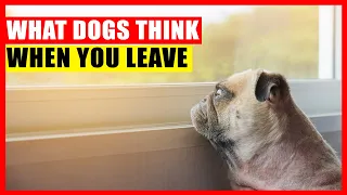 What Do Dogs Think When You Leave the House? Do They Miss You?
