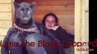Luna  the Black Leopard Cub