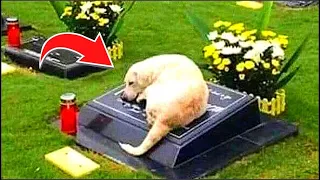 Perro duerme en cementerio durante 7 años, he aquí el increíble motivo