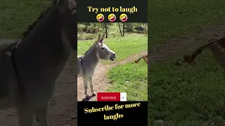 Happy Horse TikTok Funny Compilation Videos #funnytiktok #shorts #funnyvideo