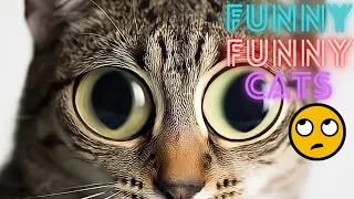 2 HOUR BEST FUNNY CATS COMPILATION 2023 😂| The Best Funny And Cute Cat Videos 12 !😸 😸