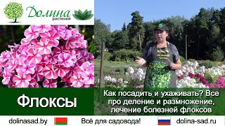 Все о ФЛОКСАХ:  как и где посадить, уход и полив, черенкование и деление, борьба с вредителями