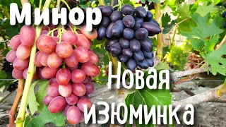 Минор и Новая изюминка. Новые ультраранние формы винограда