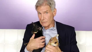 Harrison Ford Plays With Puppies While Answering Fan Questions