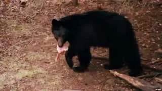 Hunting for Black Bear in Ontario