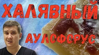 Халявный аулофорус / Аулофорус разведение / Как развивается колония аулофоруса в домашних условиях