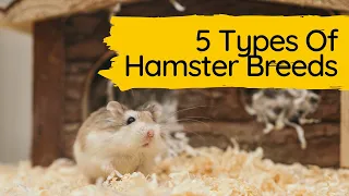 Understanding the Different Hamster Breeds - 5 Types Of Hamster Breeds.