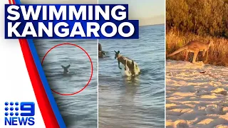 Kangaroo caught taking a dip at Queensland beach | 9 News Australia
