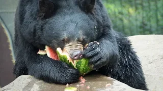 Animals Chomping Watermelons