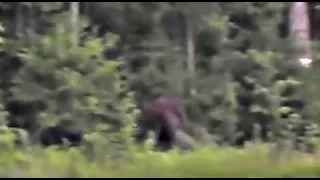 Man films Bigfoot in the Forests in Georgia COMPLETE VERSION Bigfoot, Sasquatch, Yeti