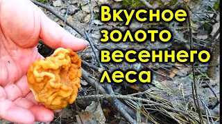 За берёзовым соком и первыми весенними грибами. Часть 2. Строчки. Клещи. Фиаско. Вкуснятина.