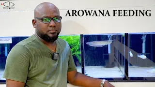 AROWANA | WHAT TO FEED | CHENNAI AQUARIUM |