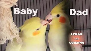 3 Month Old Baby Bird Still Cries Begging for Food From Her Parents