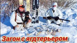 Охота по зайцу с ягдтерьером в загоне. Hunting with a Jagdterrier.