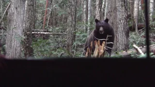 Bowhunting Black Bears From The Ground Blind