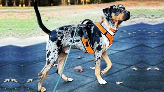 THE CATAHOULA LEOPARD DOG - FIERCE WILDLIFE PROTECTION DOG