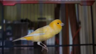 canary training to seduce all canaries