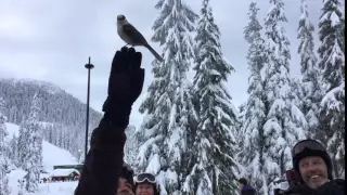 Sol Rosenberg Wild Bird Feed