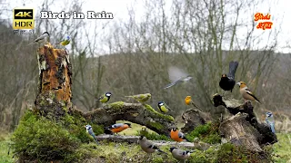 Birds in rain - 4K HDR - CATs tv
