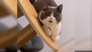 Funny Cat Compilation - You will LAUGH SO HARD THAT YOU WILL FAINT