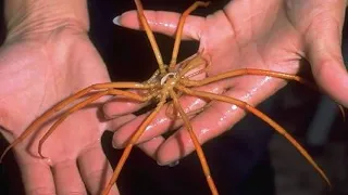 Sea spider - Marine creatures with long leg